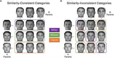 Category bias in similarity ratings: the influence of perceptual and strategic biases in similarity judgments of faces